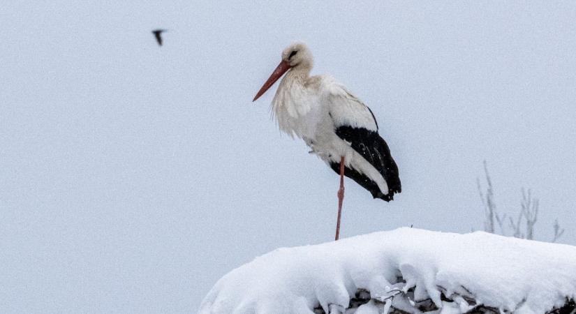 Tényleg cudar hideg lett hajnalra