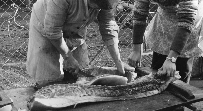 Pálinka illatú hajnalok és lakomák – így zajlottak a disznóvágások Magyarországon