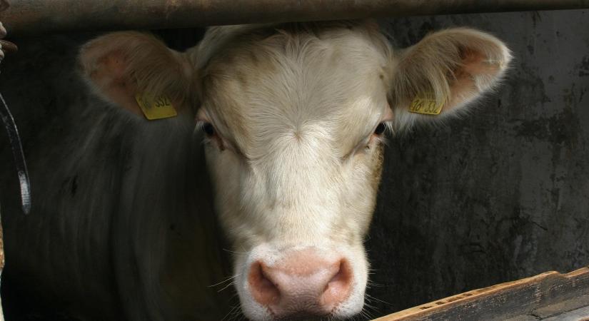 Több mint egy évtizedes együttműködés eredménye, magyar delegáció bírált Franciaországban