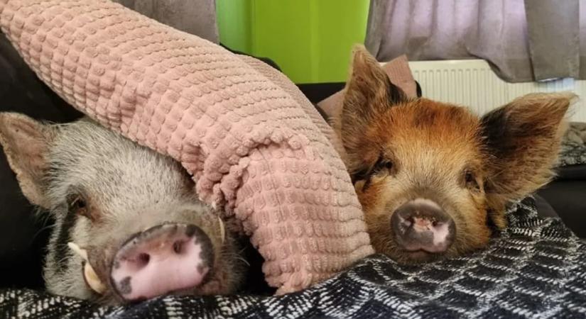 Így él Rupert, a minnesotai törpemalac, akinek a mindennapjait 51 ezren követik a TikTokon