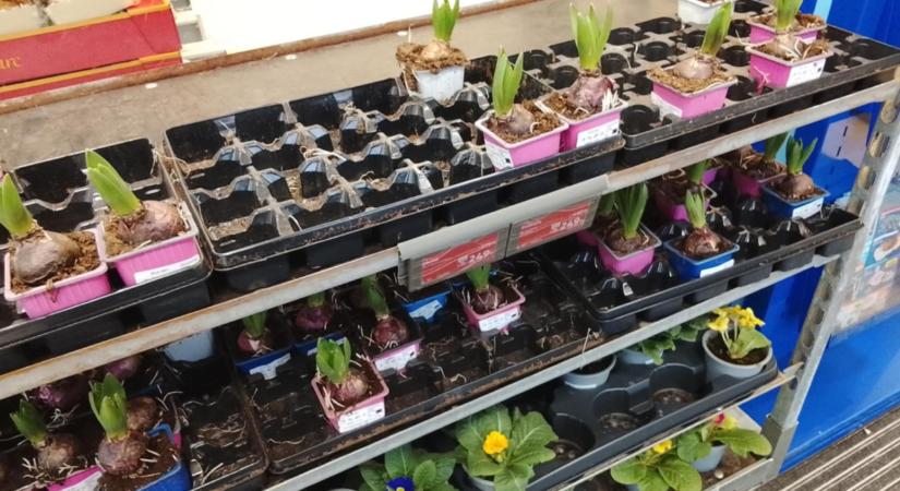Ideje korán árulják a hazai diszkontok a tavaszi virághagymákat: szakértő árulta el, miért nem szabad megvenni