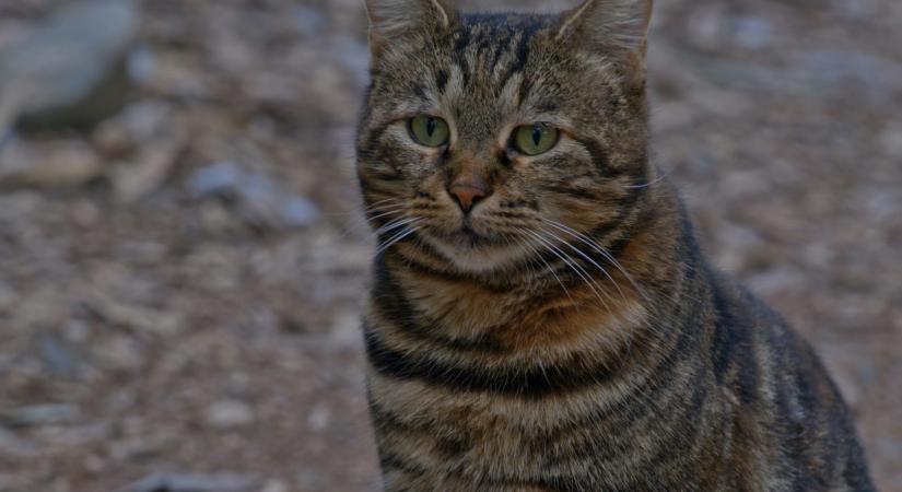 Szívmelengető dolog történt a hajdúhadházi lőtérnél, a katonák megmutatták „tiszteletbeli bajtársukat”