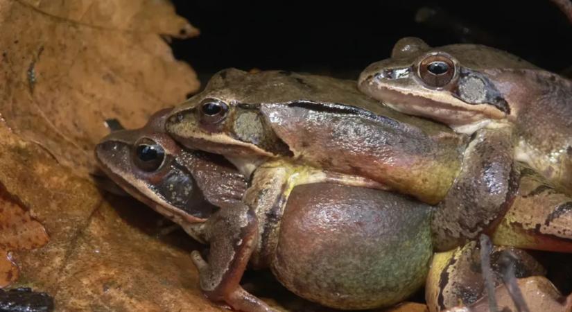 Házasságtörés és brutális leszámolások a tavacskákban