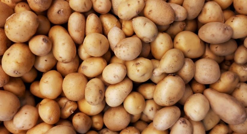 Forró krumpli – Józsa Márta jegyzete