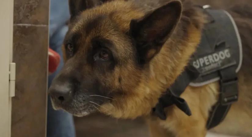 Vészhelyzet az állatkórházban: ez volt a gyönyörű németjuhász utolsó esélye