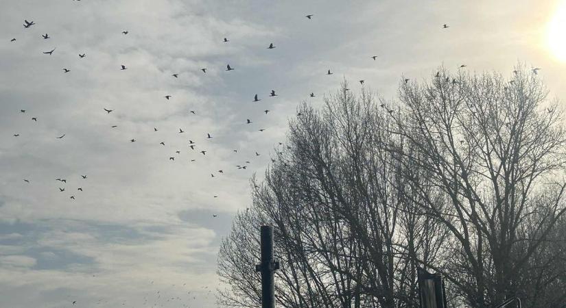 Döbbenetes számú kormoránt kellett elzavarni a Tisza-tóról