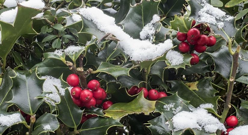 Balkon növények télen – 10 faj, ami januárban is bírja a hideget