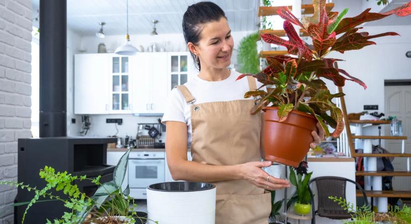 Gyakori hibák, amik elpusztítják a szobanövényeket télen