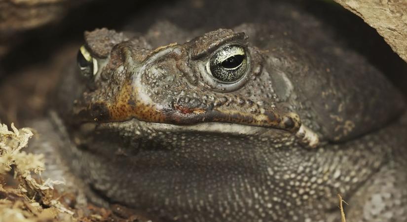 Kannibalizmus: először jegyeztek fel ilyen viselkedést ennél az állatfajnál