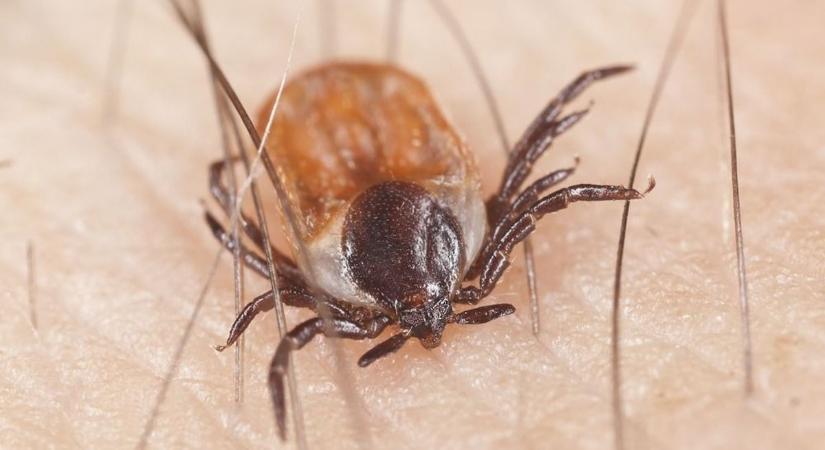 Tényleg kiírtja a kemény tél a kullancsokat? A válasz meglepő