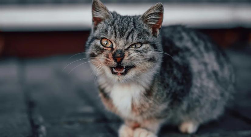 A macskád tényleg árt a mentális egészségednek?