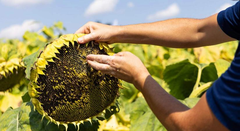 Több mint 2900 milliárd forint jutott el a gazdákhoz az új agrártámogatási ciklusban