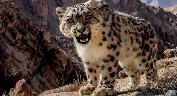 Apró részletekből is felismered a macskaféléket? – Kvíz