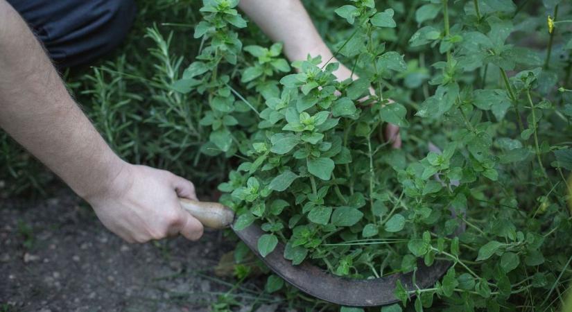 Gyomorvérzéshez vezethet ez a szinte mindennap használt fűszer – óvatosan bánj vele!