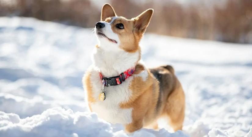 Kutyák a mínuszokban: így tarthatjuk biztonságban házi kedvenceinket