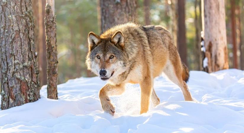 Farkasok a Mátrában- az éjjeli támadás után találták meg a holttestet
