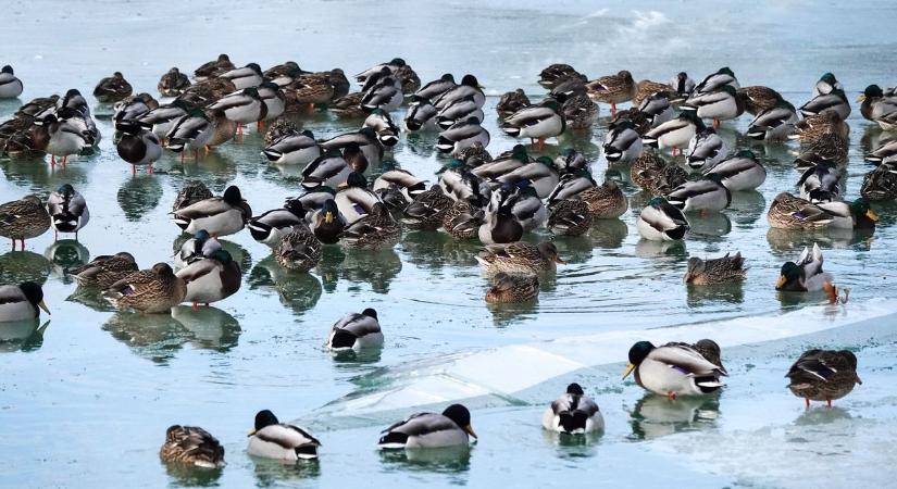 Ne etessük a jégen rekedt madarakat, veszélyes lehet!