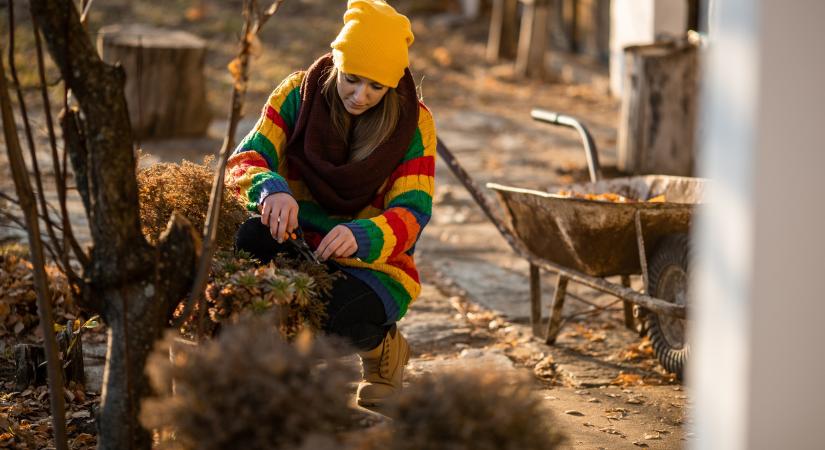 Még nem késő ezt megtenned: a parafa trükknek köszönhetően cserepes növényeid könnyebben túlélik a telet