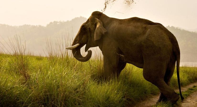 Rettegésben élnek a kelet-indiaiak egy agresszív elefánt miatt