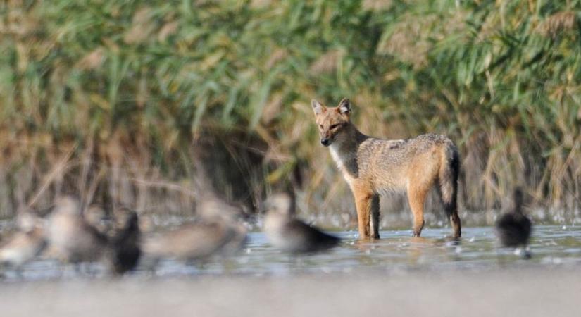 Újra napirenden a csendes járvány Somogyban - ezek az állatok terjesztik a kórt
