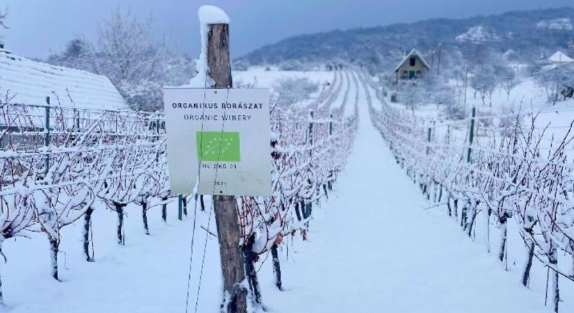 A baji borász elárulta, miért tesz jót a hó az idei termésnek