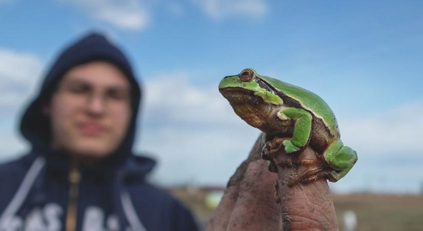 Békamentés: már most keresi az önkénteseket tavaszi akciójához a DDNPI
