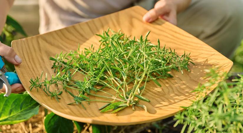 A borsikafű és kolbásztök szerteágazó egészségügyi hatásai