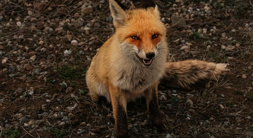 Járványgóc alakult ki Somogyban