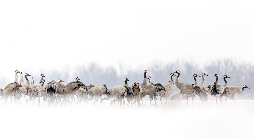 Szokatlan téli jelenlét, több száz daru a kardoskúti Fehér-tó térségében