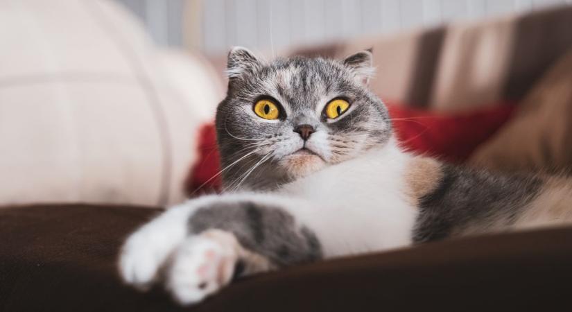 Ez a macska drágább, mint egy ház Magyarországon, fotójától leesik az állad