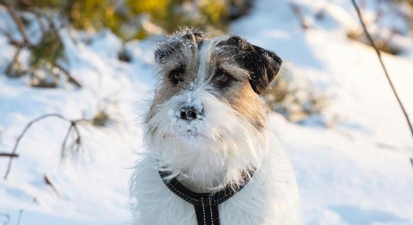 Kutyahideg: Varjú Gábor állatorvos tanácsai extrém hidegben