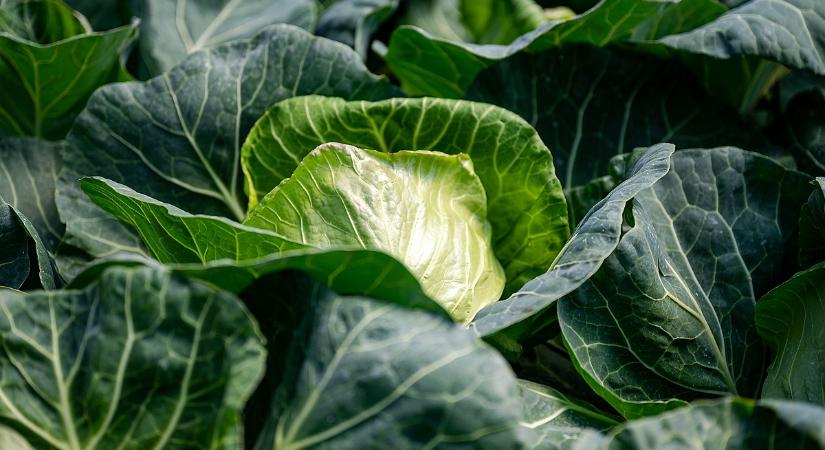 Az ingyen krumpli után itt az ingyen káposzta: kényszerből osztogatják a szomszédban