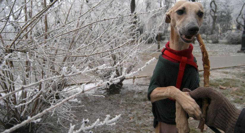 Minden kutya számít: ezen a somogyi településen nem kegyelmeznek a felelőtlen gazdiknak