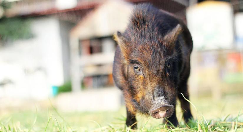 Vaddisznó elleni védekezés – 9 praktika, ami elűzheti az állatokat