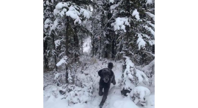 Optikai illúzió: embert vagy állatot lát meg először ebben a képben? Most kiderül, mi kell igazán önnek a boldogsághoz