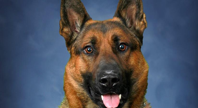 Gyászolnak a rendőrök – elhunyt a legendás nyomkövető kutya