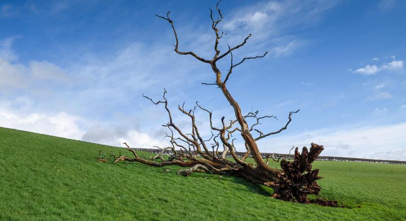 Patak Márta: A végsőkig