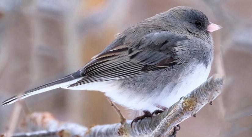 Evolúciós hatása is van a koronavírusnak: extragyorsan változott meg ez a madár