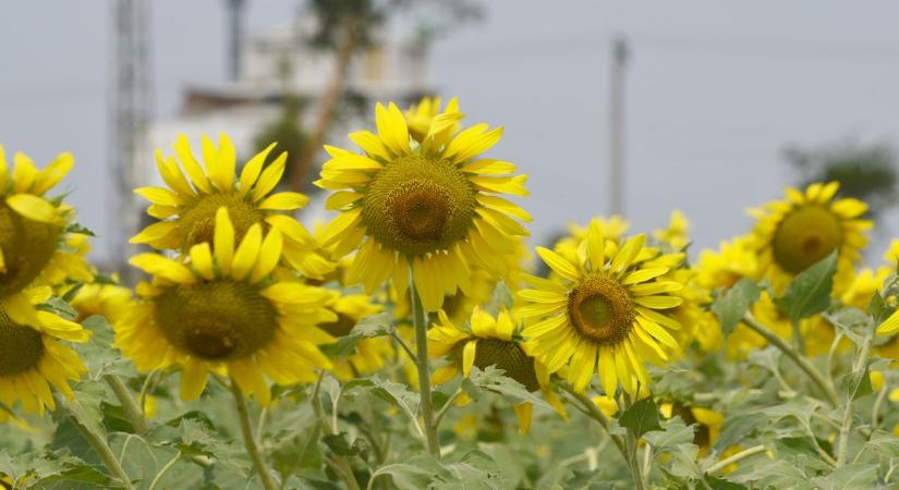 Ukrán mezőgazdaság: az ellentmondások éve volt a tavalyi, és az idén is erősek a kockázatok