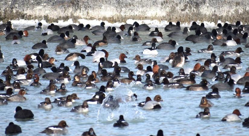 Madársokadalom a Balatonon: ezt a ritka természeti pillanatot nem hagyhatjuk ki! (galéria  videó)