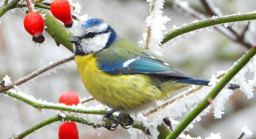 Fagyos hétfő vár ránk, helyenként hószállingózással