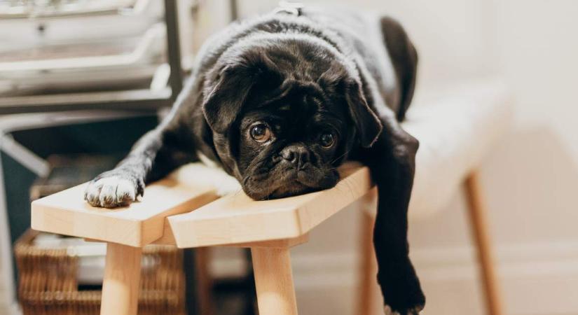 Sírva röhögős kép: füvet nyírt egy férfi, kutyája közben olyat csinált, amin röhögőgörcsöt kaptak