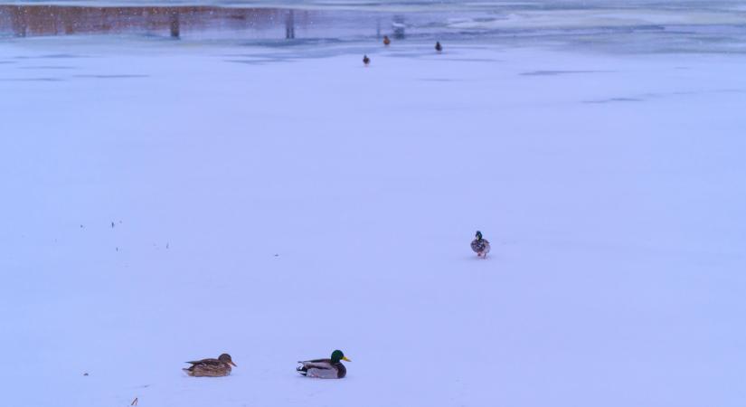Téves riasztás okozott nagy felfordulást Magyarországon: ez sokba került