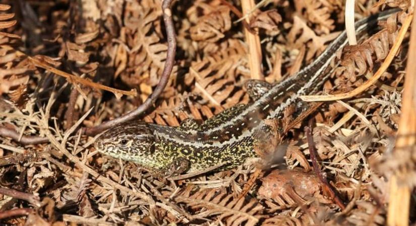 Eltűnőben van a magyar tájból a klímaváltozás egyik csendes vesztese