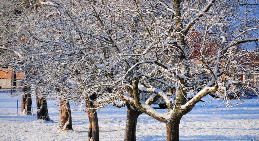 Árthat a gyümölcsfáknak a nagyon hideg időjárás?