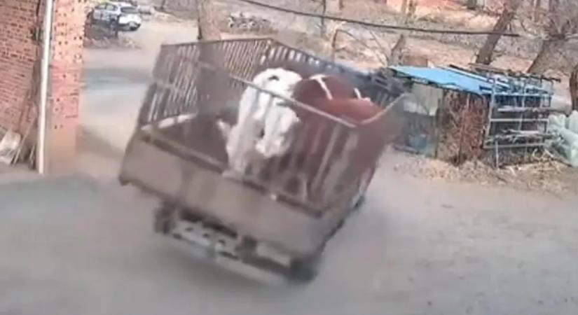 Felpakolta a platóra a teheneket, az első kanyarban megtörtént a katasztrófa