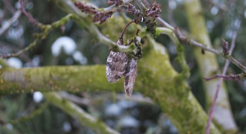 Téli kertápolás egy fenntartható kertben