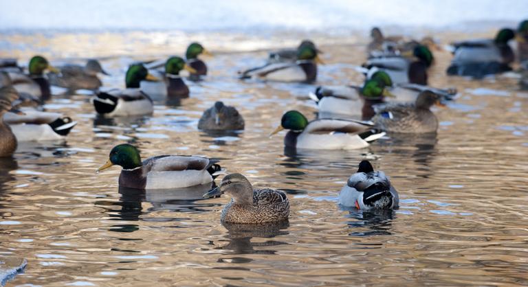 Figyelmeztetett a szakértő: senki ne etesse a vízimadarakat, akár az életükbe is kerülhet