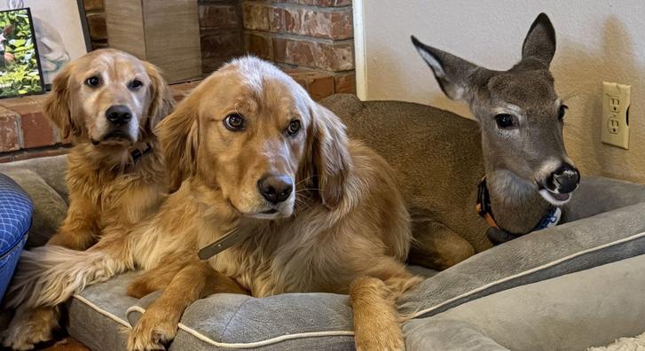 Imádja az internet népe az őzikét, amelyik kutyának hiszi magát