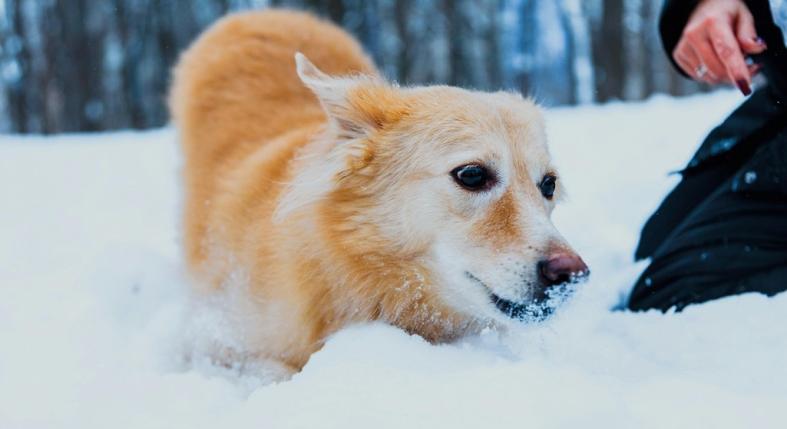 Miért dugja bele az orrát a kutya a hóba?